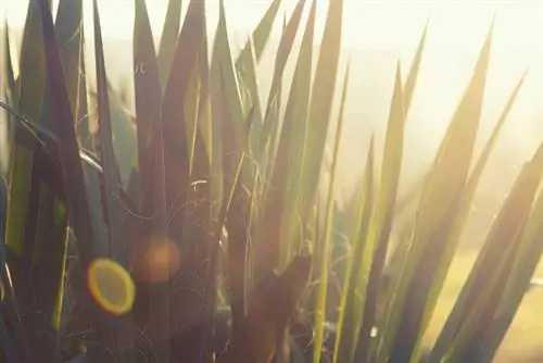 Buitelug Yucca Palm: Wanneer en hoe om te beweeg