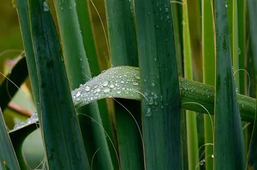 hidroponía de palma de yuca