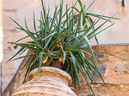 Yucca palm broken off: rescue and care tips