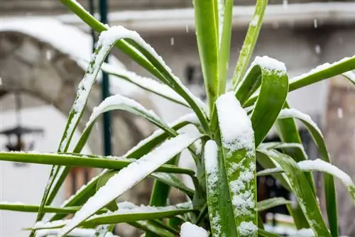 Nénuphars hivernant à l’extérieur