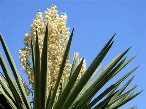 Yucca palmasi gullaydi: qachon va qanchalik tez-tez gullaydi?