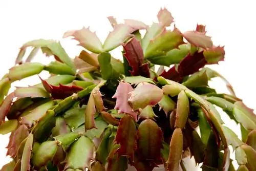 Easter cactus na hindi namumulaklak: Paano ito matagumpay na namumulaklak