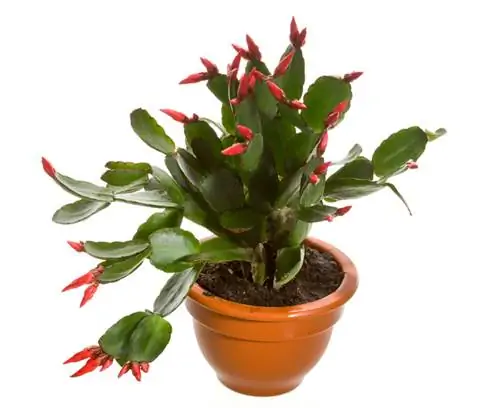 Easter cactus losing leaves? Causes & solutions