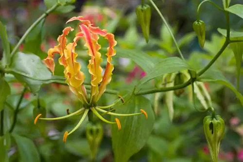 Planter une couronne de renommée : conseils pour l'emplacement, le sol et l'entretien