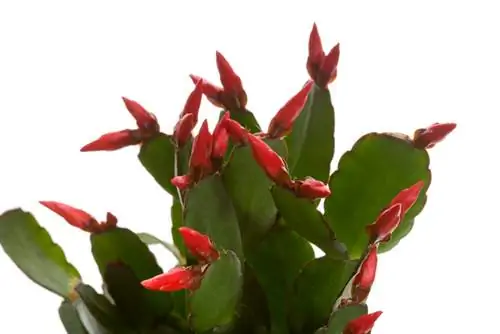 Easter or Christmas cactus