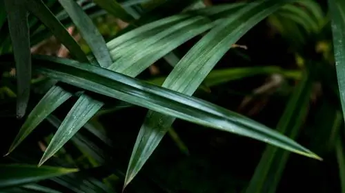 Pokok skru menjadi coklat