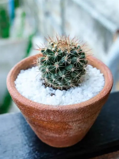 Schoonmoederzetel nieuwe pot