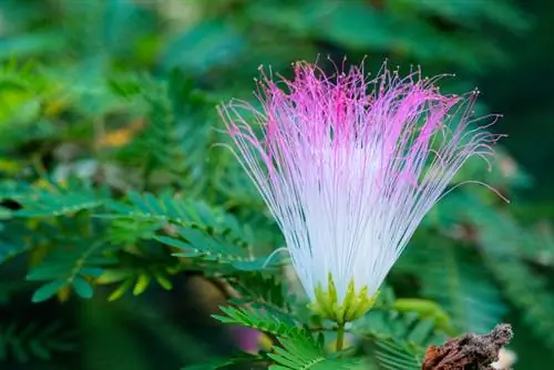 Mimosa bonsai