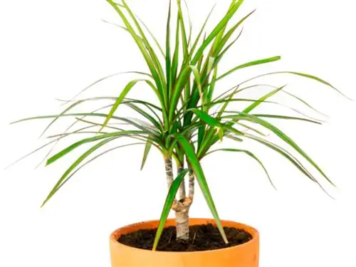 Dracaena bonsai