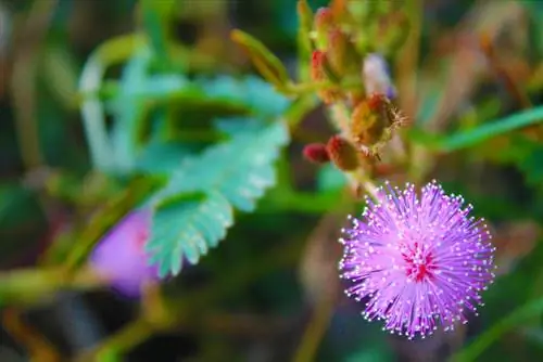 Ontdek de verscheidenheid aan bloemen van Mimosa: wanneer en hoe bloeit hij?