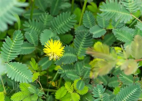 Mimosa: nplooj daj thiab yuav tiv thaiv lawv li cas