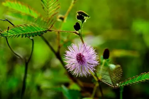 Parassiti della mimosa