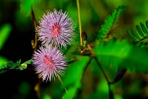 Mimosa gevaarlijk