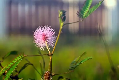 How big does a mimosa grow? Growth & care at a glance