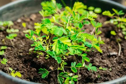 Dyrking av mimosa fra frø: Instruksjoner for sunne planter