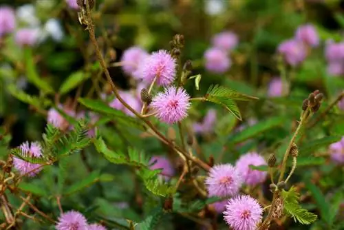 Posizione della Mimosa: a cosa dovresti prestare attenzione?