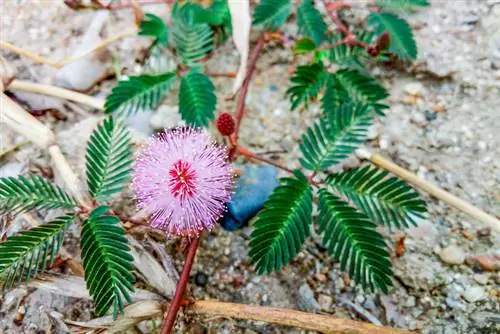 Mimosas que hibernan: consejos de expertos para tu planta