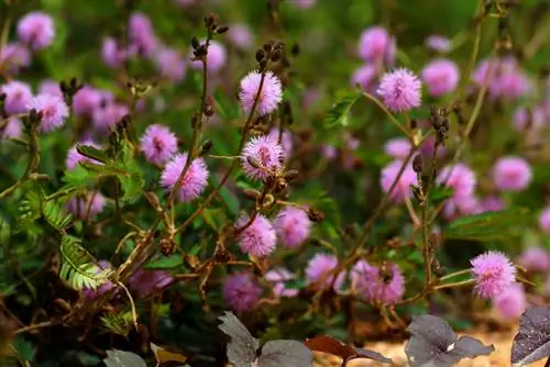 Mimosa sheds leaves