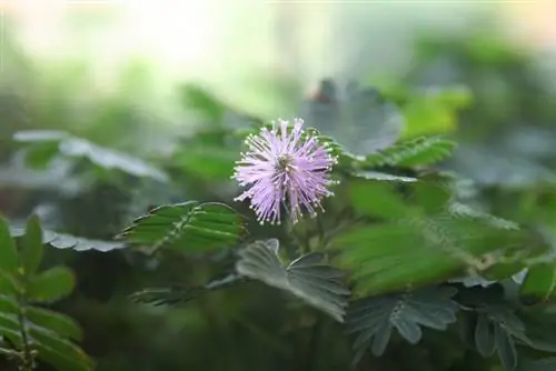 Variedades de mimosa