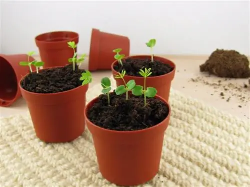 Mimosa cuttings