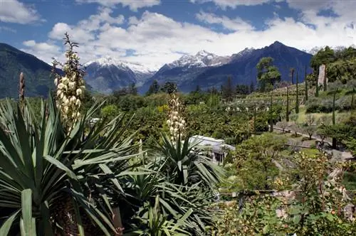 Yucca palms: Discover the most beautiful species and varieties