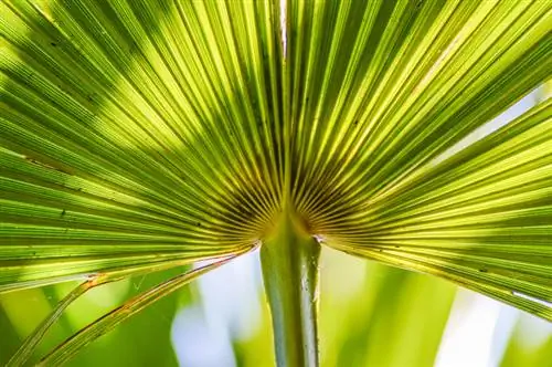 Fan palm turns brown