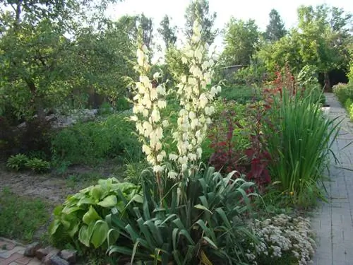 Palm lily outside