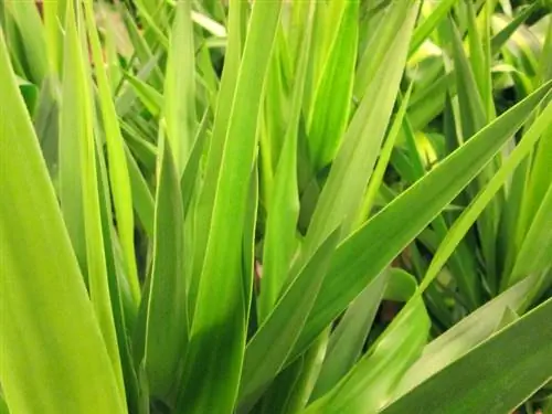 Fertilize palm lilies