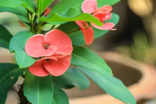 Christusdoring-uitlopers: Dit is hoe jy die plant maklik kan voortplant