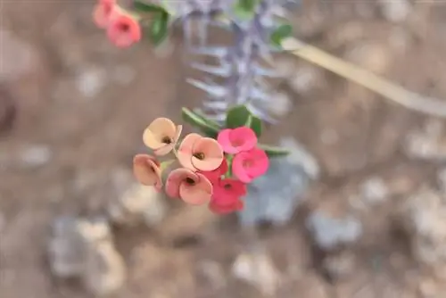 הפצת קוץ ישו: טיפים ושיטות