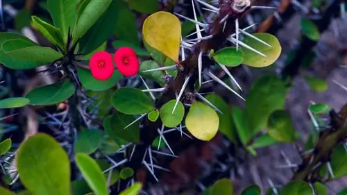 Varför blommar inte min Kristustörn? Orsaker och lösningar