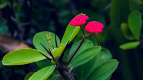 Cây gai của Chúa Kitô trải qua mùa đông: ngủ khô thay vì ngủ đông