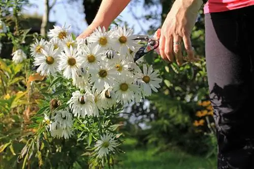 হার্ডি perennials ছাঁটাই