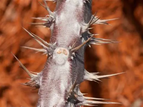 Cristo parassiti delle spine