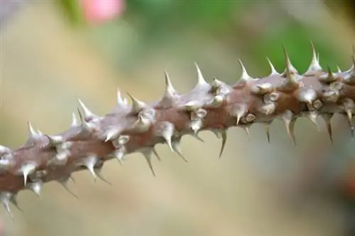 خار مسیح برگها را از دست می دهد: علل و راه حل