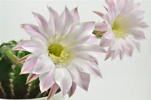 Reina de la Noche: Fascinación por las flores nocturnas