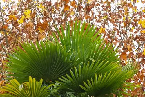 La palma de abanico se vuelve amarilla