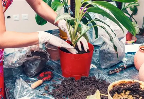 Dieffenbachia nouveau pot