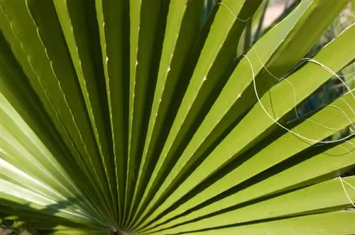 Variétés de palmiers éventail