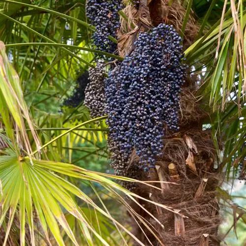 Fan palm pruning