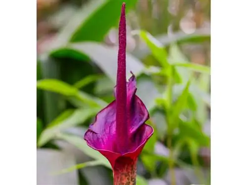 Caring for devil's tongue: This is how the exotic plant thrives