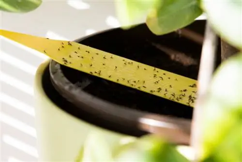 parassiti nel vaso di fiori