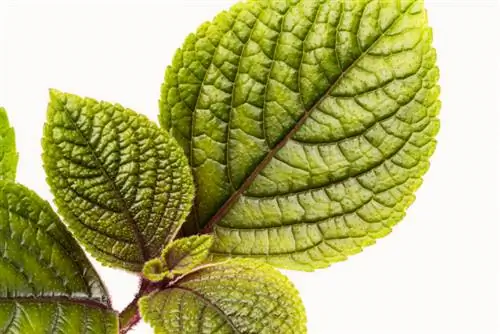 Plectranthus zəhərlidir