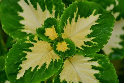 Frankincense cog cuttings