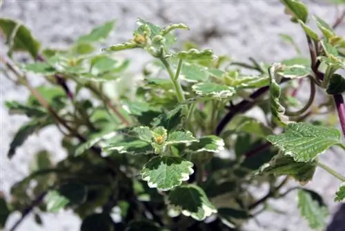 Planta de incienso al aire libre