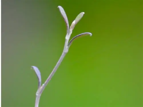 Zigzag shrub cuttings