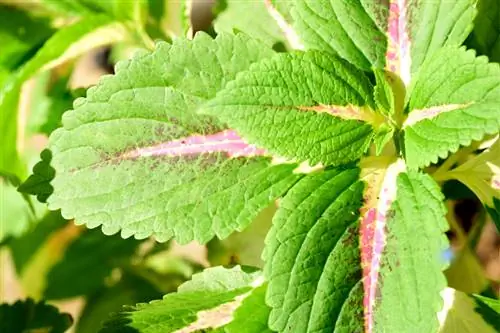 Plante d'encens Givre