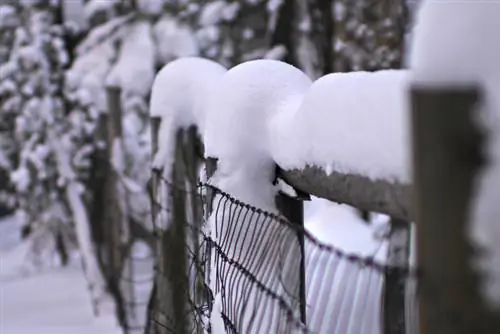 Zigzagstruik in de winter: goede verzorging en bescherming tegen vorst