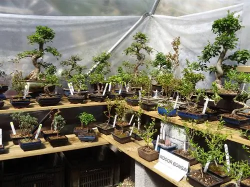 Trajnoni një kaçubë zigzag si një bonsai