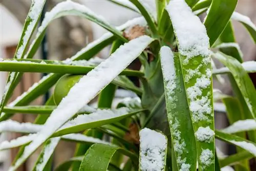 Yuccapalm bevroren? Hoe de plant te redden